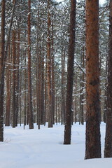 pine forest in winter