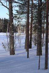 Snow in winter. A lot of snow on spruces, pines and birches. Winter in the woods with a lot of snow after a snowstorm.

