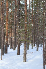 Fototapeta premium Snow in winter. A lot of snow on spruces, pines and birches. Winter in the woods with a lot of snow after a snowstorm.