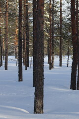 Snow in winter. A lot of snow on spruces, pines and birches. Winter in the woods with a lot of snow after a snowstorm.

