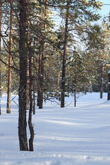 Snow in winter. A lot of snow on spruces, pines and birches. Winter in the woods with a lot of snow after a snowstorm.

