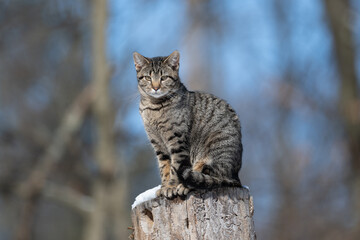 Tabby cat sitting on a tree stump