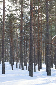 Snow in winter. A lot of snow on spruces, pines and birches. Winter in the woods with a lot of snow after a snowstorm.

