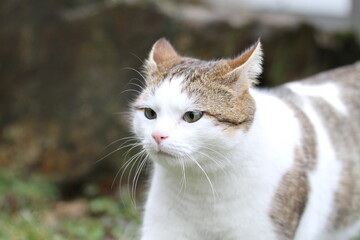 Naklejka na ściany i meble tabby and white cat outdoors with green plants garden