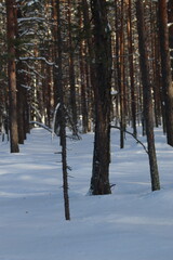 Fototapeta premium snow covered trees