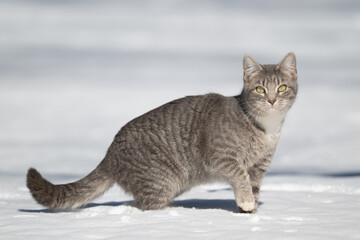 Gray and white cat standing in snow