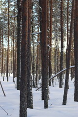 winter forest with snow