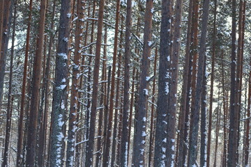 birch forest in winter