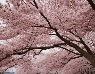 sakura branch in high quality