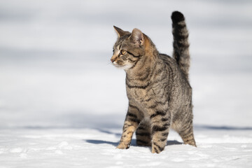 Tabby cat standing in snow