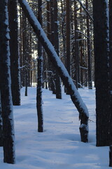 snow covered trees