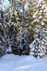 snow covered pine trees