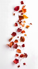 orange and maroon autumn leaves on a white background, aerial view