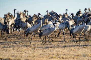 Crane (bird) courtship, dance of the cranes (bird) at Lake Hornborgasjön in Sweden in spring at...