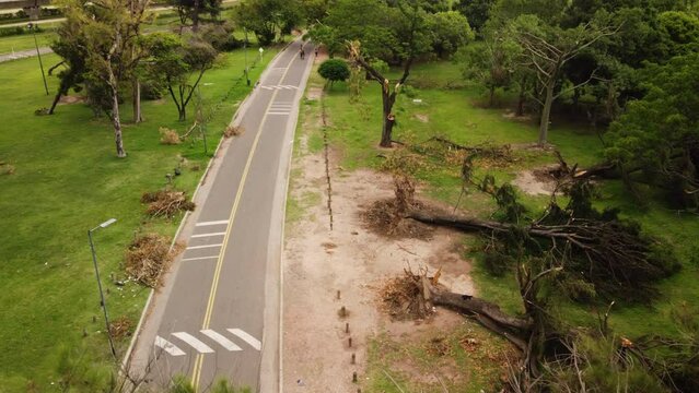 Trees uprooted from a hurricane near the road, people standing on the road in the distance