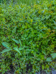 a beautiful collection of green leaves