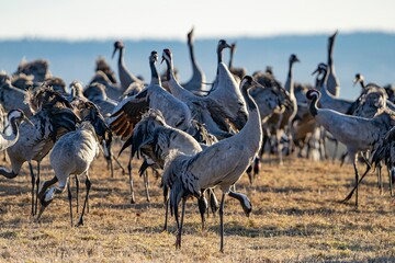 Crane (bird) courtship, dance of the cranes (bird) at Lake Hornborgasjön in Sweden in spring at...
