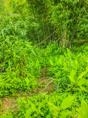 a beautiful collection of green leaves