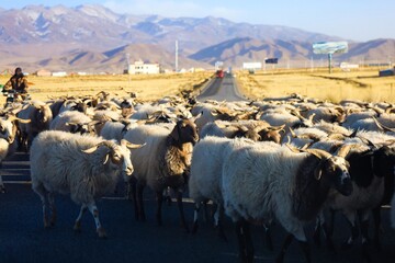 A mesmerizing scene unfolds as a multitude of sheep gracefully traverse the highway, creating a...