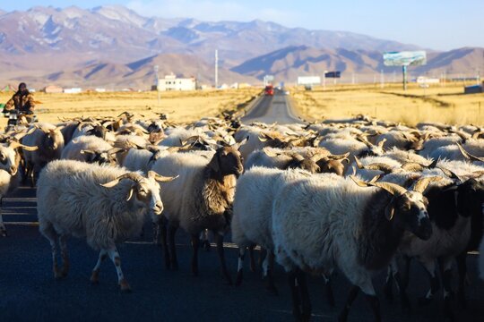 A mesmerizing scene unfolds as a multitude of sheep gracefully traverse the highway, creating a picturesque spectacle against the backdrop of the Amdo-Tibet border.