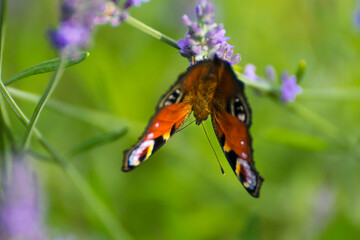 Motyl siedzący do góry nogami na lawendzie