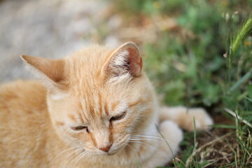 Naklejka na ściany i meble ginger cat outdoors with green plants garden