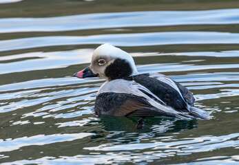 Male long tailed duck swimming in the water