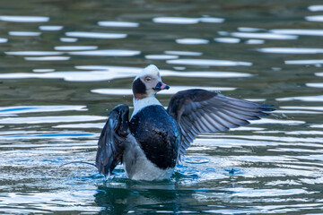 Male long tailed tit flapping his wings in the water