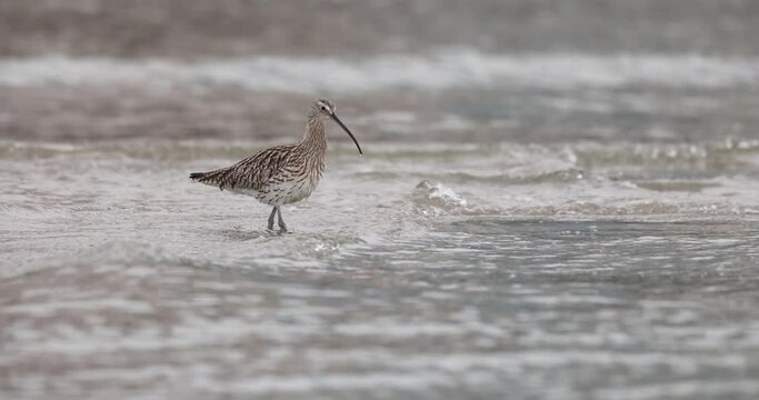 The Eurasian curlew or common curlew (Numenius arquata) very large wader in the family Scolopacidae.
