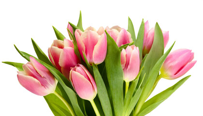 Rosa Tulpen isoliert auf weißem Hintergrund, Freisteller 