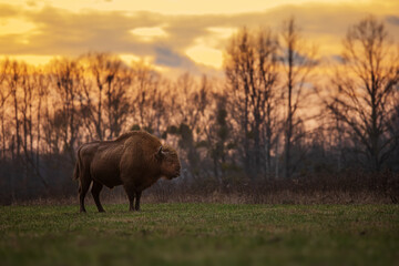 The European bison (Bison bonasus) or the European wood bison the beginning of sunset