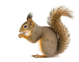 Obraz premium Steifenhörnchen isoliert auf weißen Hintergrund, Freisteller