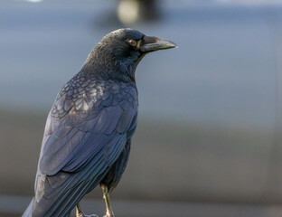 Close up a a carrion crow 