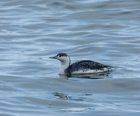Juvenile red throated diver in the water