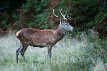 Naklejka na ściany i meble Richmond park, the red deer (Cervus elaphus) s during the rut