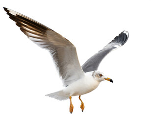 Obraz premium Fliegende möwe isoliert auf weißen Hintergrund, Freistelle