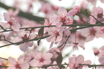 Fowers of the cherry or apple blossom. Pink Sakura flower in spring day.