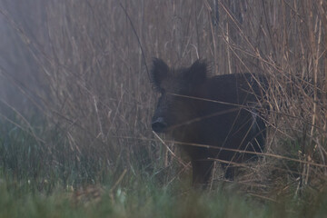 A beautiful wild boar (Sus scrofa) comes out of the reeds in a backwater, in a swamp, in a nature reserve, a large game animal, a nature reserve, a dreamlike morning in the fog and a large wild boar