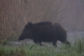 A beautiful wild boar (Sus scrofa) comes out of the reeds in a backwater, in a swamp, in a nature...
