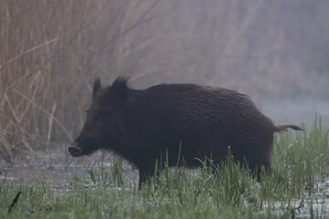 A beautiful wild boar (Sus scrofa) comes out of the reeds in a backwater, in a swamp, in a nature...