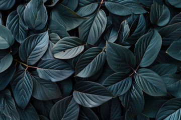 Dense foliage of dark blue leaves, creating a textured natural background.
