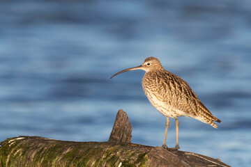 Obraz premium The Eurasian curlew or common curlew (Numenius arquata) very large wader in the family Scolopacidae.
