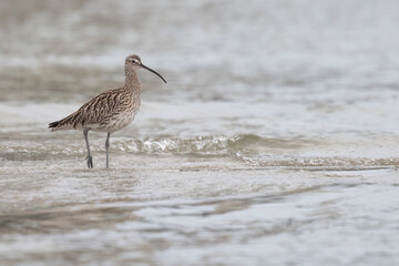The Eurasian curlew or common curlew (Numenius arquata) very large wader in the family Scolopacidae.