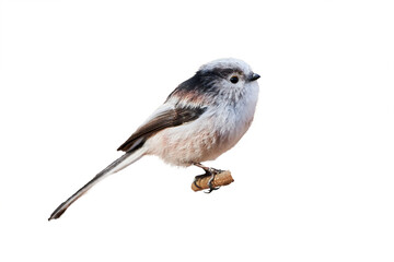 Long-tailed tit isolated on white background (Aegithalos caudatus) © Adrian 