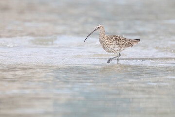 The Eurasian curlew or common curlew (Numenius arquata) very large wader in the family Scolopacidae.