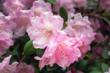 Beautiful pink rhododendron flowers in spring, close up