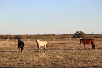 Herd of horses in a Texas Ranch Pasture