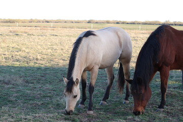 two mares eating in the pasture on a ranch in Texas. buckskin and Bay mare
