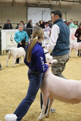Showing Lamb in a Class at the Stock Show © WesternCowgirlDesign