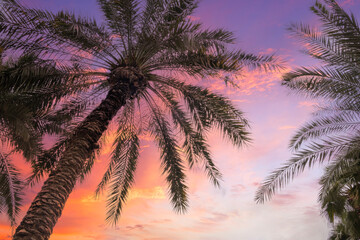 Fototapeta na wymiar Palm trees against sky at sunset. Tropical nature background. Palm trees bottom view